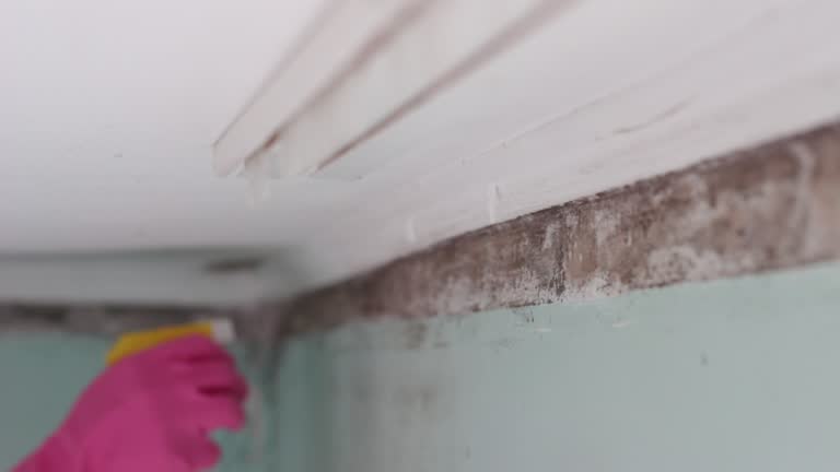 Mold Documentation for Insurance Claims in Okolona, MS